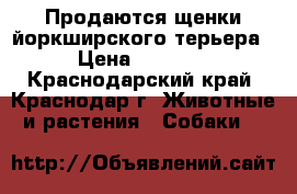 Продаются щенки йоркширского терьера. › Цена ­ 10 000 - Краснодарский край, Краснодар г. Животные и растения » Собаки   